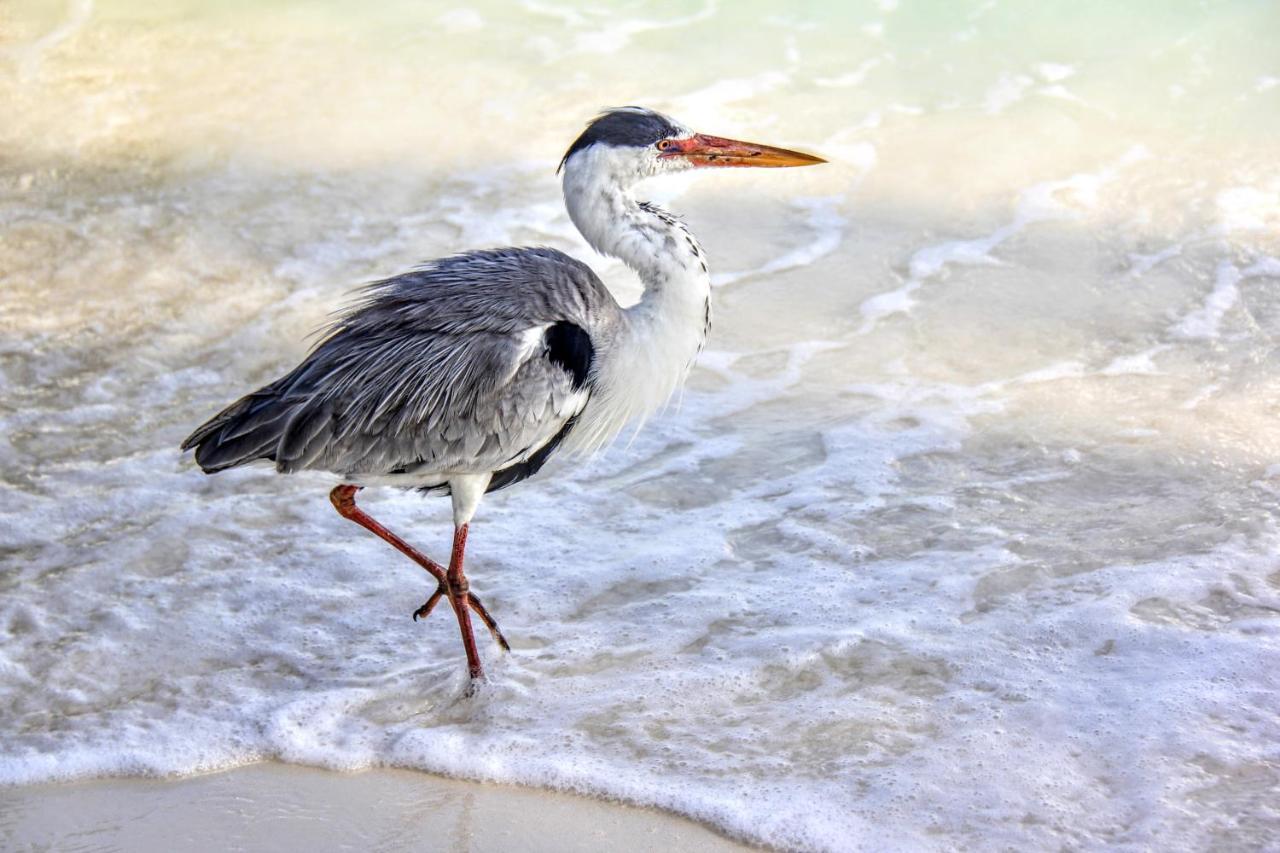 Brickwood Rasdhoo- Beach Front 外观 照片
